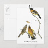 Audubon Schwarzer-Kopf-Grosbeak Postkarte (Vorne/Hinten)