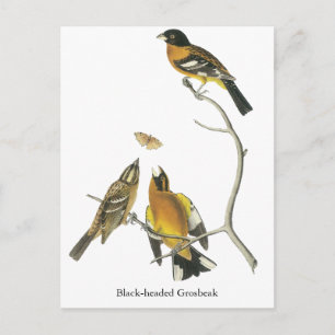 Audubon Schwarzer-Kopf-Grosbeak Postkarte