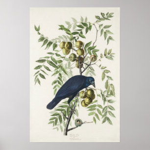 Audubon Schwarzkrähe Amerikanische Vogelillustrati Poster