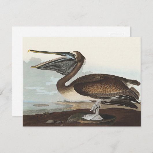 Audubon Seaside Brown Pelican Watercolor Painting Postkarte (Vorne/Hinten)