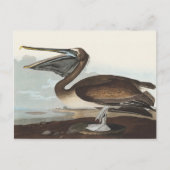 Audubon Seaside Brown Pelican Watercolor Painting Postkarte (Vorderseite)