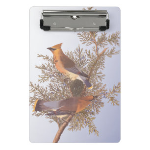 Audubon Seidenschwanz auf Immergrünem Wacholder Mini Klemmbrett