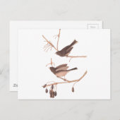 Audubon Snow Birds Postkarte (Vorne/Hinten)