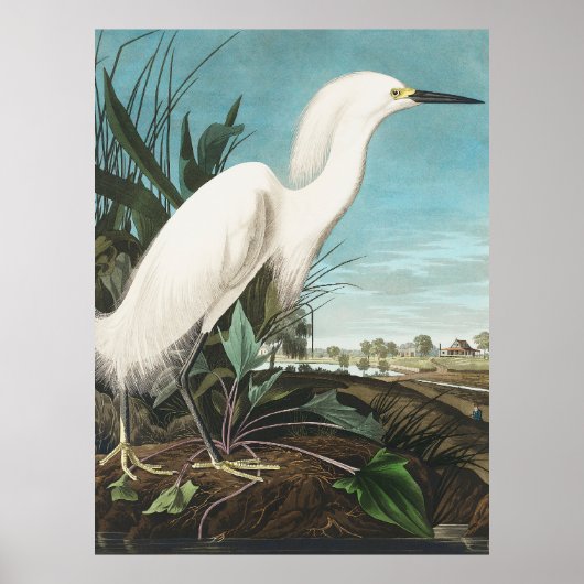 Audubon Snowy Heron oder White Egret Plate CCXLII Poster (Vorne)