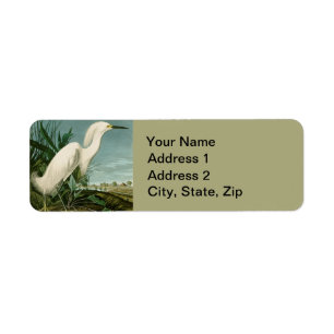 Audubon Snowy Heron White Egret Bird Vogelbeobacht