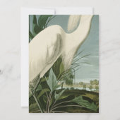 Audubon Snowy Heron White Egret Bird Vogelbeobacht Einladung (Rückseite)
