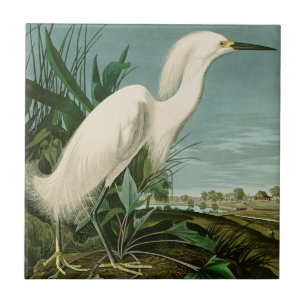 Audubon Snowy Heron White Egret Bird Vogelbeobacht Fliese