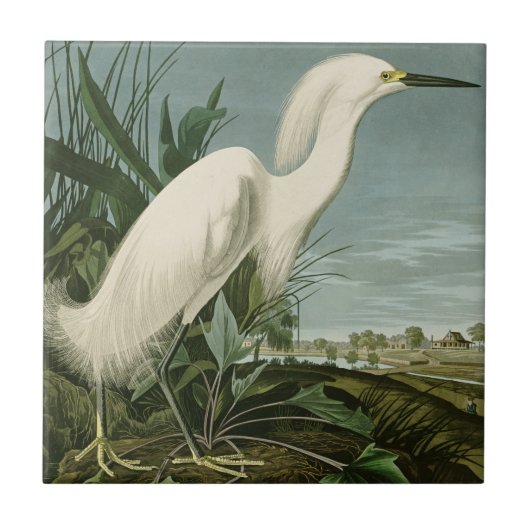Audubon Snowy Heron White Egret Bird Vogelbeobacht Fliese (Vorderseite)