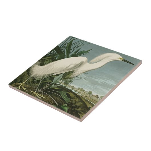 Audubon Snowy Heron White Egret Bird Vogelbeobacht Fliese (Seite)