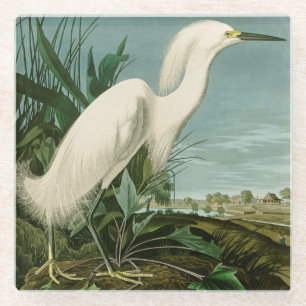Audubon Snowy Heron White Egret Bird Vogelbeobacht Glasuntersetzer