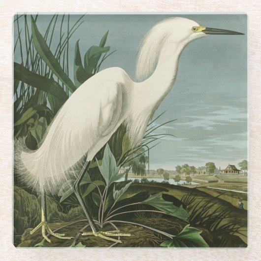 Audubon Snowy Heron White Egret Bird Vogelbeobacht Glasuntersetzer (Vorderseite)