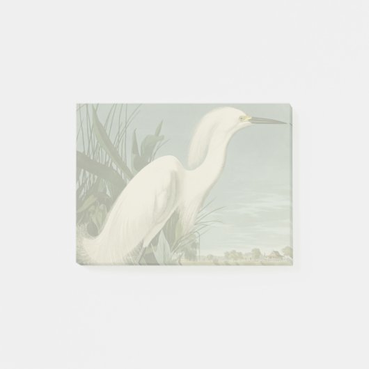 Audubon Snowy Heron White Egret Bird Vogelbeobacht Post-it Klebezettel (Vorderseite)