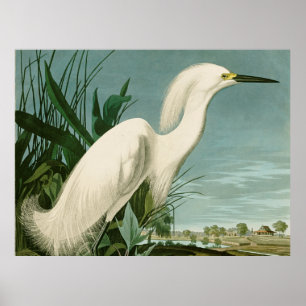 Audubon Snowy Heron White Egret Bird Vogelbeobacht Poster
