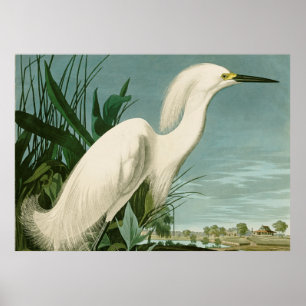 Audubon Snowy Heron White Egret Bird Vogelbeobacht Poster
