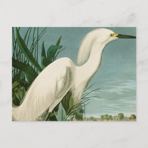 Audubon Snowy Heron White Egret Bird Vogelbeobacht Postkarte