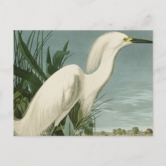 Audubon Snowy Heron White Egret Bird Vogelbeobacht Postkarte (Vorderseite)