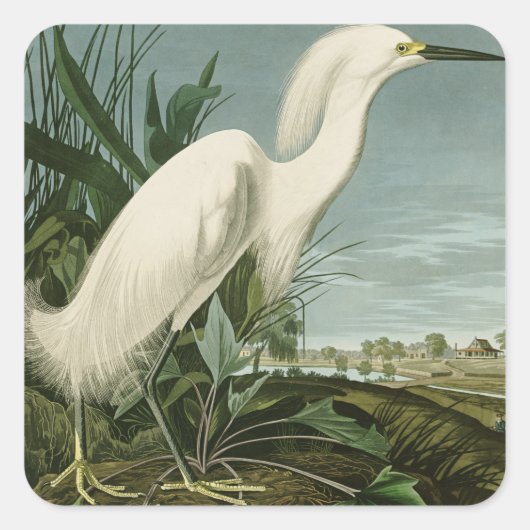 Audubon Snowy Heron White Egret Bird Vogelbeobacht Quadratischer Aufkleber (Vorderseite)