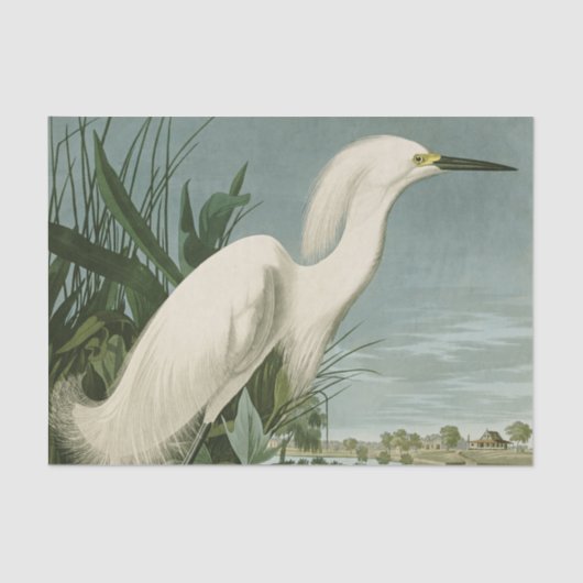 Audubon Snowy Heron White Egret Bird Vogelbeobacht Seidenpapier (Vorderseite)