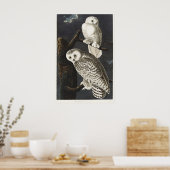 Audubon Snowy Owl Bird Artwork Poster (Küche)