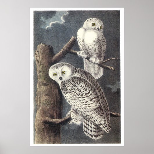 Audubon Snowy Owls Poster oder Print (Vorne)