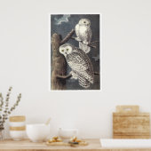 Audubon Snowy Owls Poster oder Print (Küche)