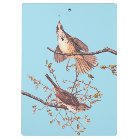 Audubon Song Sparrow mit Tiny Spider Klemmbrett (Rückseite)