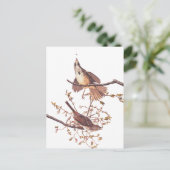 Audubon Song Sparrow mit Tiny Spider Postkarte (Stehend Vorderseite)