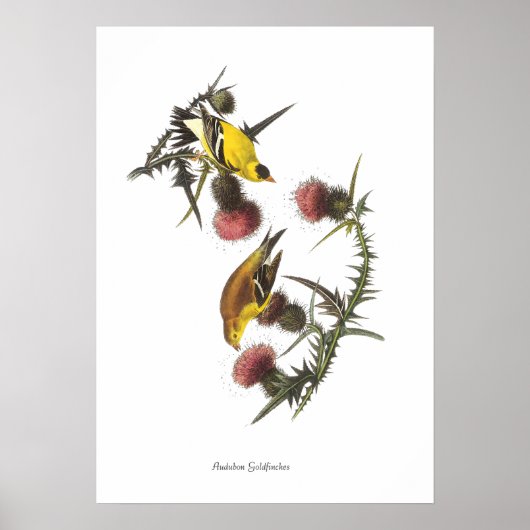 Audubon-Stieglitz-Vogelposter Poster (Vorne)