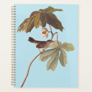 Audubon Swamp Sparrow Bird on Wild Mandrake Planer