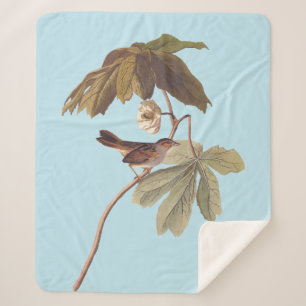Audubon Swamp Sparrow Bird on Wild Mandrake Sherpadecke