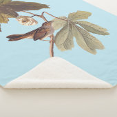 Audubon Swamp Sparrow Bird on Wild Mandrake Sherpadecke (3/4)