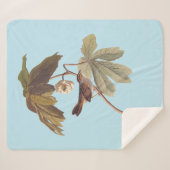 Audubon Swamp Sparrow Bird on Wild Mandrake Sherpadecke (Vorderseite (Horizontal))
