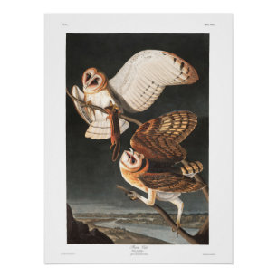 Audubon Tafel 171 Schleiereule Poster