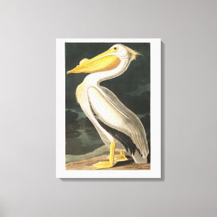 Audubon Tafel 311 Amerikanischer Weißer Pelikan Leinwanddruck
