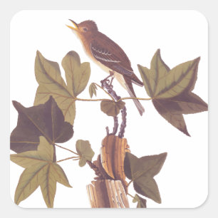 Audubon Traill's Fliegenschnäpper Singvogel Quadratischer Aufkleber