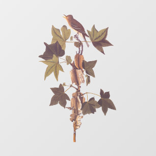 Audubon Traill's Flycatcher Songbird Fensteraufkleber