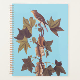 Audubon Traill's Flycatcher Songbird Planer