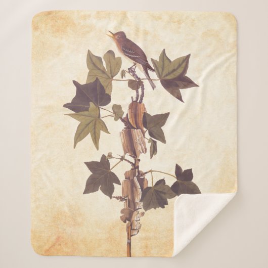 Audubon Traill's Flycatcher Songbird Sherpadecke (Vorderseite)