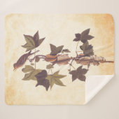 Audubon Traill's Flycatcher Songbird Sherpadecke (Vorderseite (Horizontal))