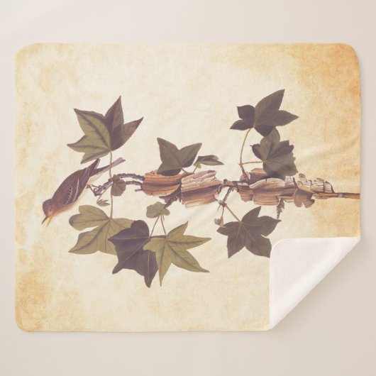 Audubon Traill's Flycatcher Songbird Sherpadecke (Vorderseite (Horizontal))