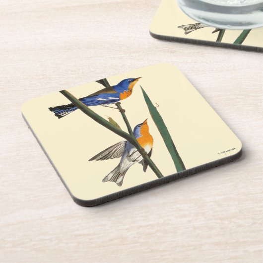 Audubon: Trällerer Getränkeuntersetzer (Linke Seite)