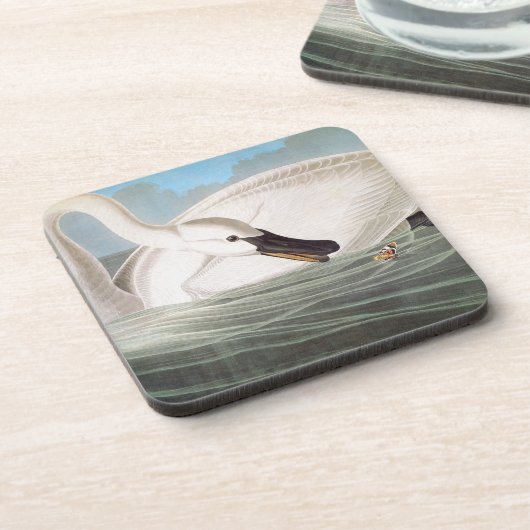 Audubon: Trompeters-Schwan Untersetzer (Linke Seite)