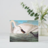 Audubon: Trumpeter Swan Postkarte (Stehend Vorderseite)