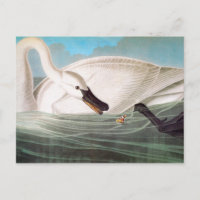 Audubon: Trumpeter Swan