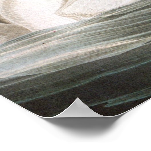 Audubon Trumpeter Swan Print Poster (Ecke)