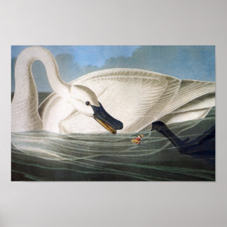 Audubon Trumpeter Swan Print Poster