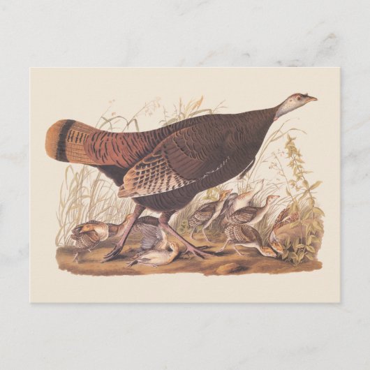 Audubon Turkey Hen und Chicks im Herbst Postkarte (Vorderseite)