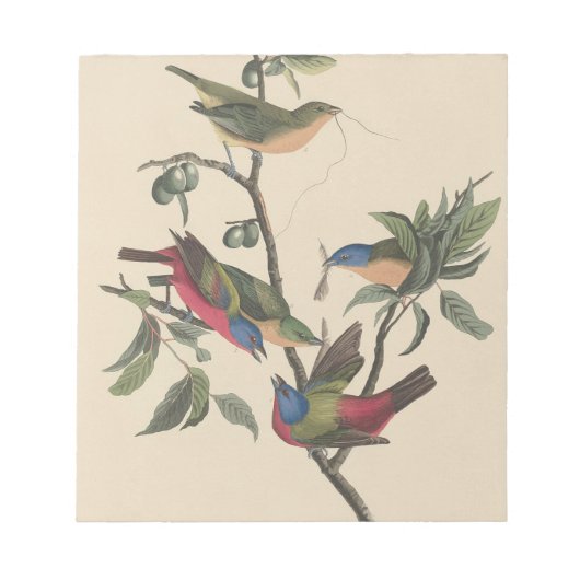 Audubon Vibrant Painted Bunting Wildlife Painting Notizblock (Vorderseite)