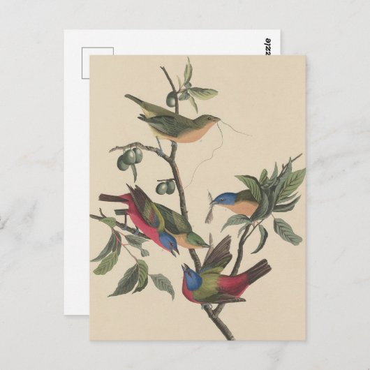 Audubon Vibrant Painted Bunting Wildlife Painting Postkarte (Vorne/Hinten)