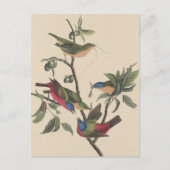 Audubon Vibrant Painted Bunting Wildlife Painting Postkarte (Vorderseite)